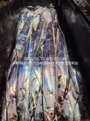 [진해] ★진해 힐링호★ 올해 갈치중 씨알이 쵝오네요~ 이제 시작인가봅니…