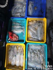 [거제] (무늬오징어)K급~무시전후 원도권 무시무시~고잉메리호(19일예약…