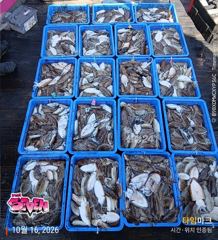 ◆ 깊은 수심에서 꾸준한 입질! ◆ 군산 뉴세븐호 10월 16일 주간 갑오징어 조황 사진