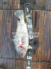 16일,"대광어"개우럭 시즌~참돔,열기등, 오늘도 다양한 어종~손맛도 다르다~실시간~매일출조~~군산낚시프라자 범고래호 사진