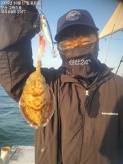 17일, 군산 쭈,갑~오늘도 잘 나오고 있어요~~실시간~군산낚시프라자 그랜드호 사진