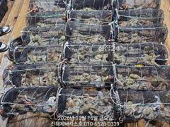문어] 일요일 주간 예약가능~ 2.36k 2.3k 1.3k 1.2k 1k 대물줄줄이조황~