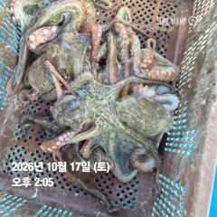 사천며덕호쭈거미돌문엋출조안내일요일손님받습니다물때좋아요 사진