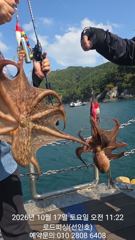 (로드피싱)문어17일,kkk!덩치들 마릿수 조황~
