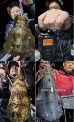 [진해] 팁런무늬!!사이즈 굿!!내일 일 정상출항 예약가능 사진