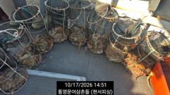 [통영] (문어)입문자분도 16수 두 자릿수 기본 매일 타작~현서피싱(1…