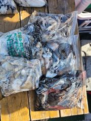 쭈 갑출조. 오늘은 바람이 조금 불었어도 어제와 달리 잘 나오네요 갑도 잘 나오 편이구요 사진 몇장 올립니다 고생들하셨습니다