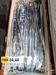 갈치가 통영에 들어 왔구나~! , 여기저기 좋은 소식이 들리구나~~! 신난다~ 사진