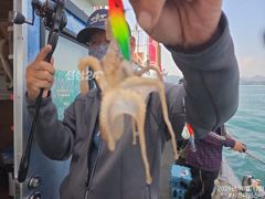 사천피싱스타 주꾸미 조황입니다 사진