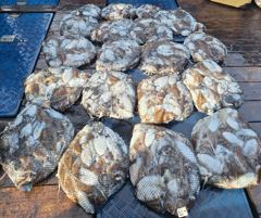매일 출항합니다 ㅡ군산 먼바다 갑오징어 10.17