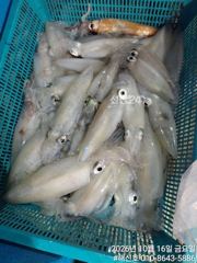 초초초초대박!한치&대갈치 듬뿍 담아 입항중입니다.손맛 끝내줍니다^^ 사진