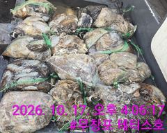 [먹물조황] 10/17 쭈꾸미 갑오징어 조황