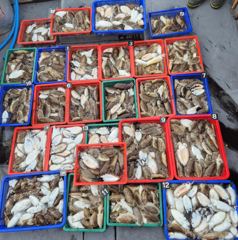 10월17일갑오징어조황입니다