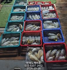 팁런무늬오징어 사이즈좋습니다 오늘자리여유많습니다 사진