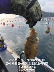 통영 금정호 종일문어 아침부터 키로문어 쫙쫙 잡습니다 내일부터 자리여유있습니다 사진