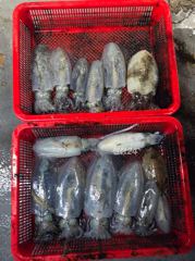 16일(금) 무늬팁런게임 조황입니다 사진