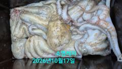 [통영] 사이즈좋은 문어들.. 사진