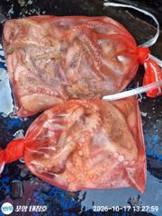 돌문어 토요일 키로급들 월요일 오전8시 출조모집 사진