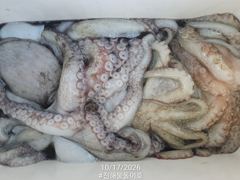 돌문어 1700g1500g외 대물들외 중치급 조황.. ( 내일예약가능 ) 사진