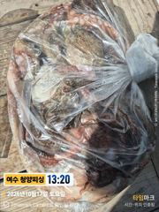 2026.10.17 도담 여수 돌문어대회입니다 사진