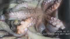 17일 야간 문어 조황입니다 사진