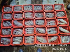 [통영] 무늬/팁런,,내만권 마릿수,,(월,화 출항확정),, 사진