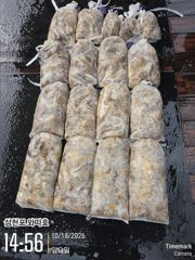 [사천] 일요일 쭈꾸미 멋진 조황입니다 사진