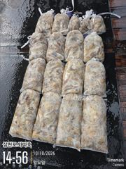 일요일 쭈꾸미 멋진 조황이어갑니다~ 사진
