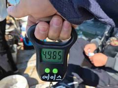 [진해] 문어 바람불어도 연일k급와장창(5.72k외)오늘도 망태기대박!!… 사진