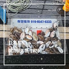 해양레저 갑오징어 마리수 대박 조황 사진