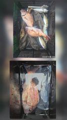 [거제] 거제어구수성호 참돔 벵어돔 등 금일조황 사진