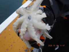 18일 최저가대왕쭈 초대박 155수가대왕쭈장원..대왕쭈고흥권 먹물파티 계속출조......