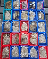 18일<주간쭈꾸미>쭈꾸미태우러,매일출항&<야간갑오징어>금,토 예약중