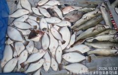 보령 생미끼낚시 무창포생미끼외수질 <총각1호> 다잡아/농어 조황입니다! 사진