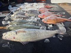 10월 17일 대물민어1m20cm생미끼낚시 조황입니다. 사진