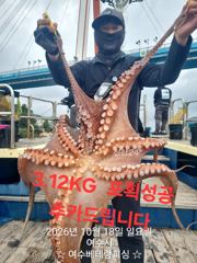 대물돌문어 3.12KG외 망태기 대박조황 입니다. 싸이즈도 좋고 마릿수도 좋습니다 돌문어 내일8자리여유 있습니다. 잘 나올때 망태기 가득가득 채... 사진