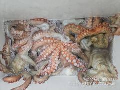 "돌문어" 강풍에도 키로키로 대물들 마릿수 폭발!! 한번에 7수까지 올라 왔습니다^^ 사진