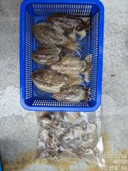 [진해] 쭈꾸미 갑오징어 손맛 최신조황 예약받습니다