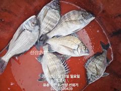 [통영] 통영 형만레저 선외기 감성돔 문어.갑오징어.주꾸미 조황입니다