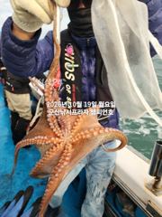 18일, 군산 왕문어 난리 부르스~싸이즈 끝내줍니다~실시간~매일출조~군산낚시프라자 챔피언호 사진
