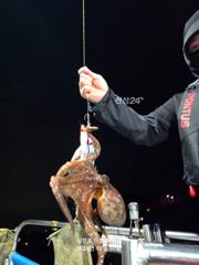 [사천] 삼천포 문어, 주꾸미 조황!
