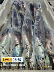 18일 입항 박선장 특 초초 특 대박조황 낼 화욜부터 여유자리 사진