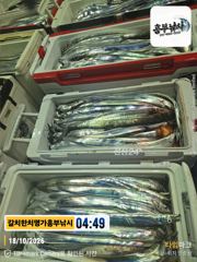 18일 입항 2호 김선장 초대박 조황 사진