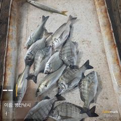 [고성] 병산 감성돔 마리수 선외기흘림~~