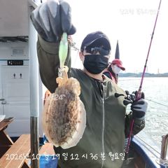 갑조황 사진