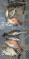 [거제] 거제 ( 어구 일성호 ) 감성돔 참돔 기타 ! 선장…