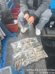 10/19일 오천 베스트호 갑오징어 쭈꾸미 출조조황 사진