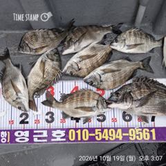 [마산] 진동 영근호 오늘 감성돔 조황 입니다 사진