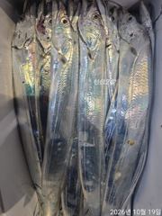 19일새벽 내만갈치 3지급~용가리급들 씨알끝내주고~!!미친손맛~!!(오늘 예약중) 사진