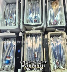 18일,내만갈치 담배갑사이즈에 대물 참돔까지,매일출항(화~예약가능) 사진